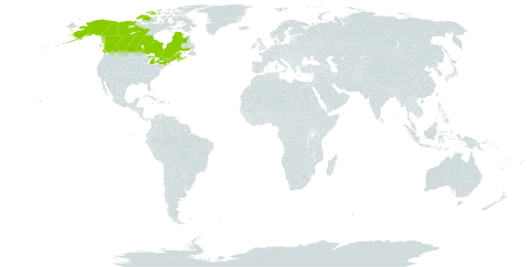 Carex atratiformis world distribution map, present in Canada, Micronesia (Federated States of), and United States of America