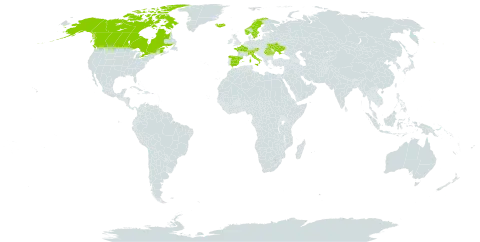 Carex bicolor world distribution map, present in Austria, Canada, Switzerland, Spain, France, Iceland, Italy, Norway, Romania, Sweden, Ukraine, and United States of America