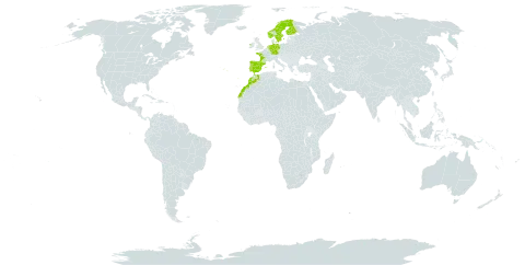 Carex binervis world distribution map, present in Germany, Spain, Finland, France, Ireland, Morocco, Netherlands, Norway, Portugal, and Sweden