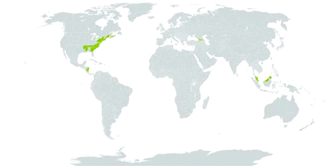 Carex bullata world distribution map, present in Åland Islands, Canada, Georgia, Malaysia, Nicaragua, and United States of America