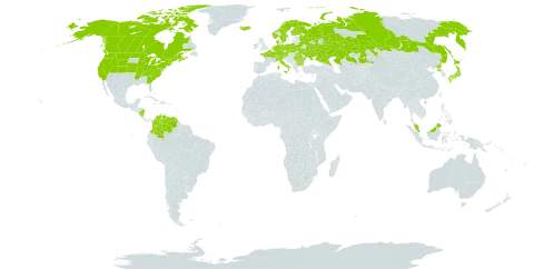 Carex buxbaumii world distribution map, present in Austria, Bulgaria, Belarus, Canada, Switzerland, Colombia, Czech Republic, Germany, Denmark, Finland, France, Micronesia (Federated States of), Ireland, Iceland, Italy, Japan, Kazakhstan, Malaysia, Nicaragua, Netherlands, Norway, Poland, Korea (Democratic People's Republic of), Romania, Russian Federation, Sweden, Ukraine, United States of America, and Venezuela (Bolivarian Republic of)