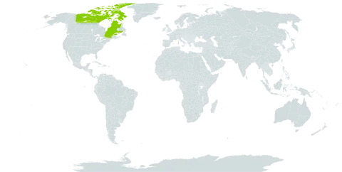 Carex capillaris subsp. fuscidula world distribution map, present in Canada