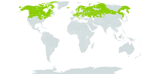 Carex chordorrhiza world distribution map, present in Austria, Belarus, Canada, Switzerland, Czech Republic, Germany, Denmark, Finland, France, Micronesia (Federated States of), Iceland, Italy, Kazakhstan, Montenegro, Norway, Poland, Korea (Democratic People's Republic of), Romania, Russian Federation, Sweden, Ukraine, and United States of America