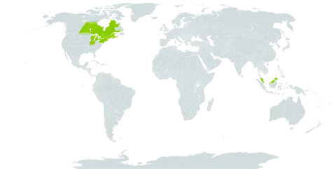 Carex cumulata world distribution map, present in Canada, Micronesia (Federated States of), Malaysia, and United States of America