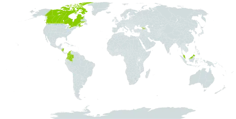 Carex deflexa var. deflexa world distribution map, present in Canada, Colombia, France, Micronesia (Federated States of), Georgia, Malaysia, and Nicaragua