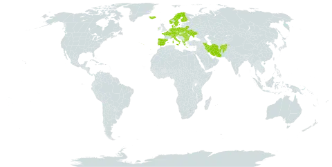 Carex demissa world distribution map, present in Afghanistan, Albania, Austria, Bulgaria, Belarus, Switzerland, Czech Republic, Germany, Denmark, Spain, Finland, France, Greece, Hungary, Ireland, Iran (Islamic Republic of), Iceland, Italy, Netherlands, Norway, Poland, Portugal, Romania, Sweden, and Ukraine