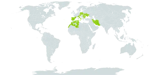 Carex depressa world distribution map, present in Austria, Bulgaria, Czech Republic, Algeria, Spain, France, Iran (Islamic Republic of), Italy, Morocco, Poland, Portugal, Romania, Turks and Caicos Islands, Tunisia, and Ukraine