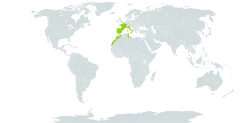 Carex depressa subsp. depressa world distribution map, present in Spain, France, Italy, Morocco, Portugal, and Tunisia