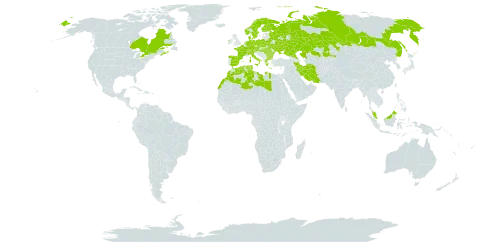 Carex disticha world distribution map, present in Austria, Bulgaria, Belarus, Canada, Switzerland, Czech Republic, Germany, Denmark, Algeria, Spain, Finland, France, Greece, Hungary, Ireland, Iran (Islamic Republic of), Italy, Kazakhstan, Libya, Morocco, Malaysia, Netherlands, Norway, Poland, Romania, Russian Federation, Sweden, Turks and Caicos Islands, Tunisia, and Ukraine