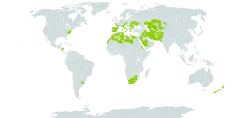 Carex divisa world distribution map, present in Afghanistan, Albania, Austria, Bulgaria, Cyprus, Czech Republic, Algeria, Egypt, Eritrea, Spain, France, Greece, Ireland, Iran (Islamic Republic of), Iraq, Italy, Kazakhstan, Kyrgyzstan, Libya, Morocco, Nicaragua, Netherlands, New Zealand, Pakistan, Palau, Portugal, Romania, Saudi Arabia, Singapore, Turks and Caicos Islands, Turkmenistan, Tunisia, Ukraine, Uruguay, United States of America, Uzbekistan, and South Africa