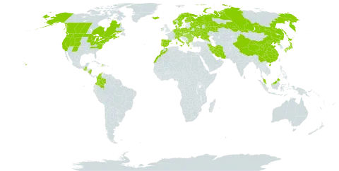 Carex echinata subsp. echinata world distribution map, present in Albania, Austria, Bulgaria, Belarus, Canada, Switzerland, China, Colombia, Czech Republic, Germany, Denmark, Spain, Finland, France, Micronesia (Federated States of), Greece, Guatemala, Haiti, Hungary, Ireland, Iran (Islamic Republic of), Iceland, Italy, Japan, Morocco, Malaysia, Nicaragua, Netherlands, Norway, Poland, Korea (Democratic People's Republic of), Portugal, Romania, Russian Federation, Sweden, Turks and Caicos Islands, Ukraine, and United States of America