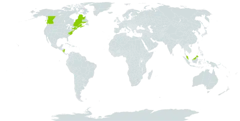 Carex hormathodes world distribution map, present in Canada, France, Malaysia, Nicaragua, and United States of America