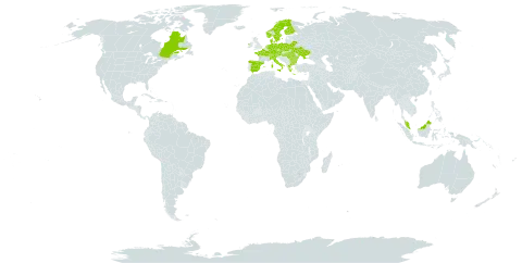 Carex hostiana world distribution map, present in Austria, Bulgaria, Belarus, Canada, Switzerland, Czech Republic, Germany, Denmark, Spain, Finland, France, Greece, Hungary, Ireland, Italy, Malaysia, Netherlands, Norway, Poland, Romania, Sweden, and Ukraine