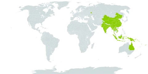 Carex indica world distribution map, present in Andorra, Australia, Bangladesh, China, Fiji, Indonesia, India, Iceland, Lao People's Democratic Republic, Myanmar, Philippines, Papua New Guinea, Puerto Rico, Russian Federation, Solomon Islands, Thailand, United States of America, Viet Nam, and Vanuatu