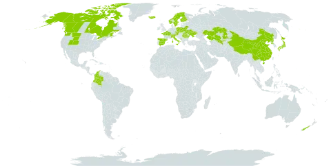 Carex lachenalii world distribution map, present in Austria, Belarus, Canada, Switzerland, China, Colombia, Czech Republic, Spain, Finland, France, Iceland, Italy, Japan, Kazakhstan, Montenegro, Norway, New Zealand, Poland, Korea (Democratic People's Republic of), Romania, Svalbard and Jan Mayen, Sweden, Ukraine, United States of America, and Uzbekistan