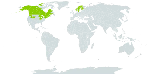 Carex lapponica world distribution map, present in Canada, Finland, Norway, Sweden, and United States of America