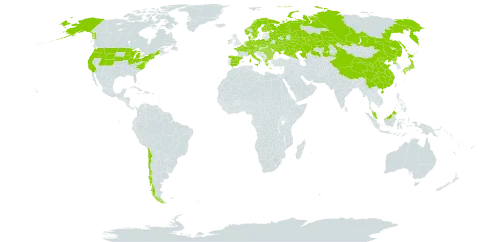 Carex lasiocarpa world distribution map, present in Austria, Bulgaria, Belarus, Switzerland, Chile, China, Czech Republic, Germany, Denmark, Spain, Finland, France, Micronesia (Federated States of), Greece, Hungary, Ireland, Italy, Japan, Kazakhstan, Montenegro, Malaysia, Netherlands, Norway, Poland, Korea (Democratic People's Republic of), Romania, Russian Federation, Sweden, Ukraine, and United States of America