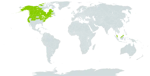 Carex lasiocarpa var. americana world distribution map, present in Canada, France, Micronesia (Federated States of), Malaysia, and United States of America