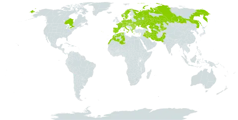 Carex leersii world distribution map, present in Albania, Austria, Bulgaria, Canada, Switzerland, Cyprus, Czech Republic, Germany, Denmark, Algeria, Spain, France, Greece, Hungary, Iran (Islamic Republic of), Iraq, Italy, Kazakhstan, Kyrgyzstan, Morocco, Netherlands, Norway, Pakistan, Palau, Poland, Portugal, Romania, Russian Federation, Sweden, Turks and Caicos Islands, Turkmenistan, Ukraine, and Uzbekistan