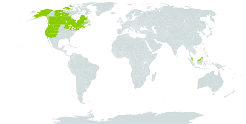 Carex lenticularis world distribution map, present in Canada, France, Micronesia (Federated States of), Malaysia, and United States of America