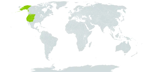 Carex lenticularis var. lipocarpa world distribution map, present in United States of America