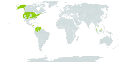 Carex leptalea subsp. leptalea world distribution map, present in Åland Islands, Colombia, Dominica, Micronesia (Federated States of), Malaysia, Nicaragua, United States of America, and Venezuela (Bolivarian Republic of)