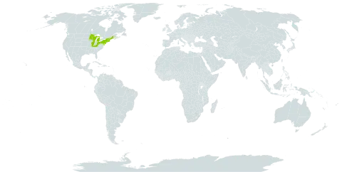 Carex lucorum var. lucorum world distribution map, present in United States of America