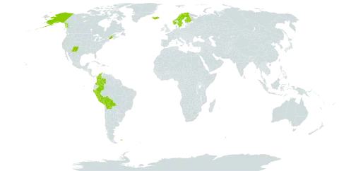 Carex macloviana d'urv. world distribution map, present in Bolivia (Plurinational State of), Colombia, Finland, Falkland Islands (Malvinas), Iceland, Norway, Peru, Sweden, and United States of America