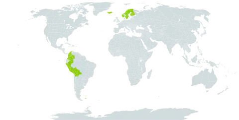 Carex macloviana var. macloviana world distribution map, present in Bolivia (Plurinational State of), Colombia, Finland, Falkland Islands (Malvinas), Iceland, Norway, Peru, and Sweden