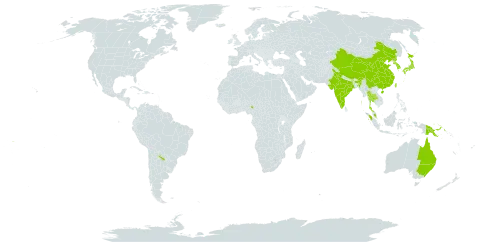 Carex maculata world distribution map, present in Argentina, Australia, China, Indonesia, India, Iceland, Japan, Korea (Republic of), Malaysia, Nigeria, Papua New Guinea, Korea (Democratic People's Republic of), Thailand, Taiwan, Province of China, Uruguay, and Samoa