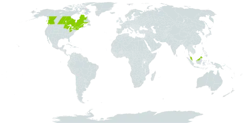 Carex merritt-fernaldii world distribution map, present in Canada, Micronesia (Federated States of), Malaysia, and United States of America