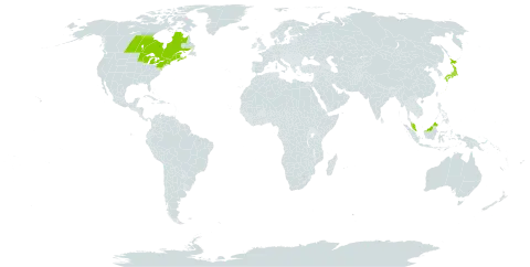 Carex michauxiana world distribution map, present in Canada, France, Micronesia (Federated States of), Japan, Malaysia, and United States of America