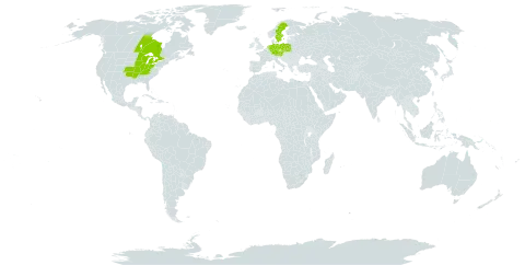 Carex muskingumensis world distribution map, present in Austria, Canada, Czech Republic, Germany, Micronesia (Federated States of), Netherlands, Poland, Sweden, and United States of America