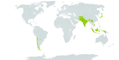 Carex nubigena world distribution map, present in Afghanistan, Argentina, Chile, China, Indonesia, India, Japan, Nigeria, Nepal, Pakistan, Philippines, Taiwan, Province of China, and Viet Nam