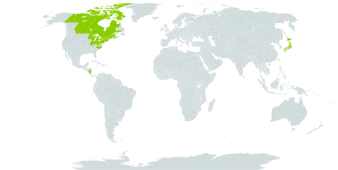 Carex oligosperma world distribution map, present in Canada, France, Micronesia (Federated States of), Japan, Nicaragua, and United States of America