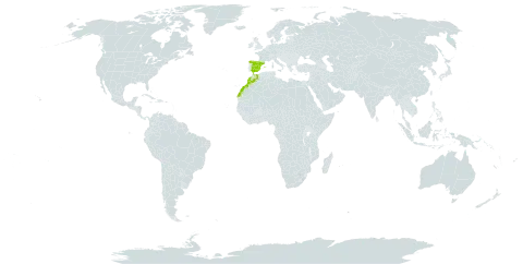 Carex omeyica world distribution map, present in Spain and Morocco