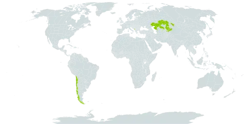 Carex pamirensis subsp. dichroa world distribution map, present in Chile, Kazakhstan, Kyrgyzstan, and Montenegro