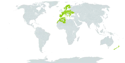 Carex paniculata world distribution map, present in Albania, Austria, Bulgaria, Belarus, Switzerland, Czech Republic, Germany, Denmark, Algeria, Spain, Finland, France, Greece, Hungary, Ireland, Italy, Morocco, Netherlands, Norway, New Zealand, Poland, Portugal, Romania, Sweden, Turks and Caicos Islands, and Ukraine