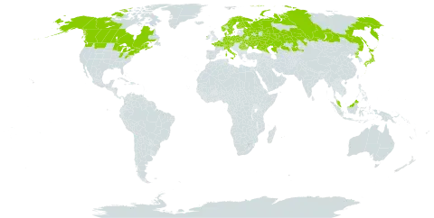 Carex pauciflora world distribution map, present in Austria, Belarus, Canada, Switzerland, Czech Republic, Germany, Denmark, Finland, France, Micronesia (Federated States of), Ireland, Italy, Japan, Kazakhstan, Malaysia, Norway, Poland, Korea (Democratic People's Republic of), Romania, Russian Federation, Sweden, Ukraine, and United States of America