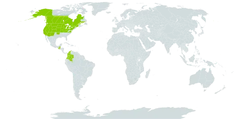 Carex praegracilis world distribution map, present in Canada, Colombia, Micronesia (Federated States of), Guatemala, and United States of America