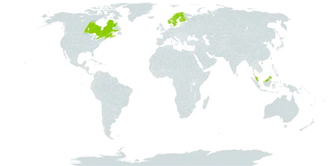 Carex recta world distribution map, present in Canada, Finland, France, Malaysia, Norway, Sweden, and United States of America