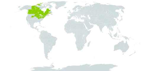 Carex richardsonii world distribution map, present in Canada, Micronesia (Federated States of), and United States of America