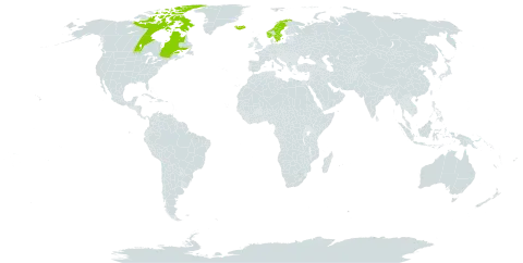 Carex rufina world distribution map, present in Canada, Iceland, Norway, and Sweden