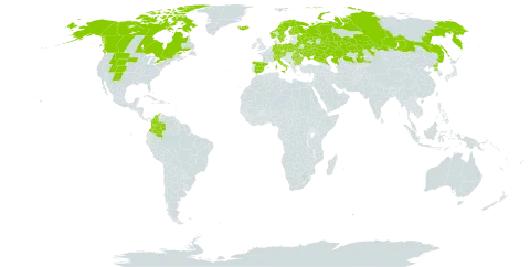 Carex rupestris world distribution map, present in Austria, Bulgaria, Belarus, Canada, Switzerland, Colombia, Czech Republic, Germany, Spain, Finland, France, Iceland, Italy, Kazakhstan, Montenegro, Norway, Poland, Korea (Democratic People's Republic of), Romania, Russian Federation, Svalbard and Jan Mayen, Sweden, Ukraine, and United States of America