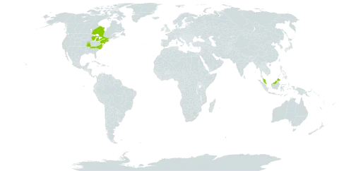 Carex schweinitzii world distribution map, present in Canada, Micronesia (Federated States of), Malaysia, and United States of America