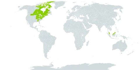 Carex sterilis world distribution map, present in Canada, Micronesia (Federated States of), Malaysia, and United States of America