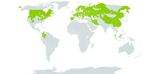 Carex vesicaria world distribution map, present in Austria, Bulgaria, Belarus, Canada, Switzerland, China, Colombia, Czech Republic, Germany, Denmark, Spain, Finland, France, Micronesia (Federated States of), United Kingdom of Great Britain and Northern Ireland, Greece, Hungary, Ireland, Iran (Islamic Republic of), Italy, Kazakhstan, Kyrgyzstan, Malaysia, Netherlands, Norway, Poland, Portugal, Romania, Russian Federation, Sweden, Turks and Caicos Islands, Ukraine, and United States of America