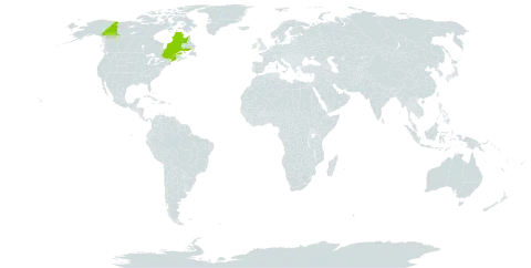 Carex x elanescens world distribution map, present in Canada and United States of America