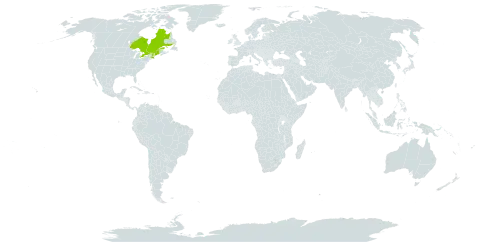 Carex x hartii world distribution map, present in Canada and United States of America