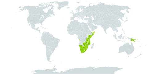 Cassia abbreviata world distribution map, present in Angola, Botswana, Kenya, Mozambique, Mauritius, Namibia, Papua New Guinea, Somalia, Tanzania, United Republic of, South Africa, Zambia, and Zimbabwe